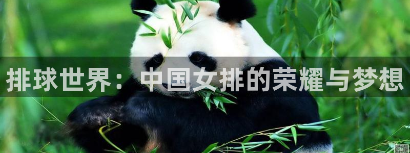 意昂2官网：排球世界：中国女排的荣耀与梦想
