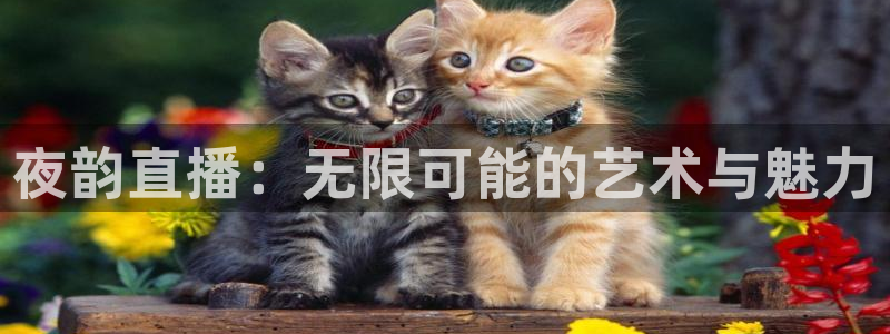 鲸鱼体育直播app下载